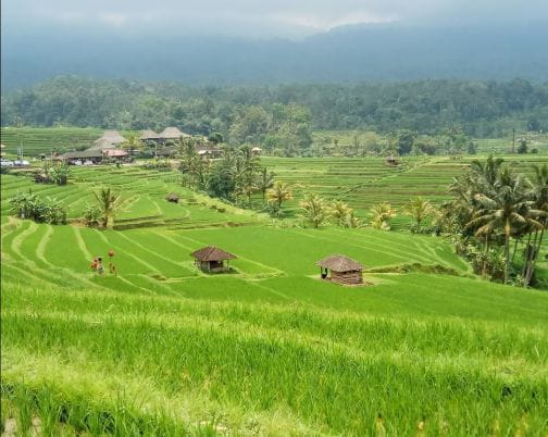 Jatiluwih Rice Terrace